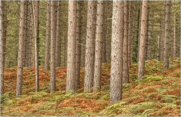 Pine forest at Arne, Dorset, England, United Kingdom