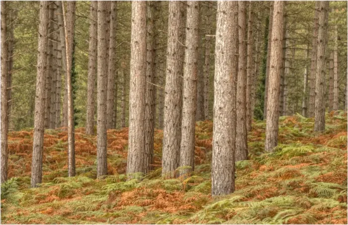 Framed Print : Pine forest at Arne, Dorset, England, United Kingdom Framed Print : Pine forest at Arne, Dorset, England, United Kingdom