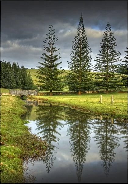 Pine trees reflecting in a pond filled with recent rains on the Kingston common, Norfolk Island