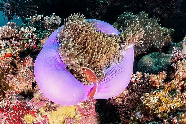 Pink anemone fish and anemone, Great Barrier Reef Marine Park