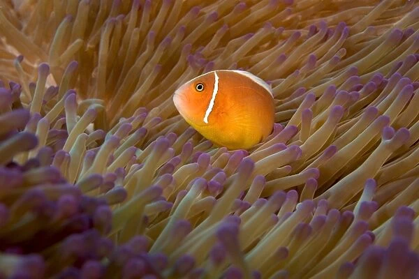 Pink Anemonefish in Great Barrier Reef