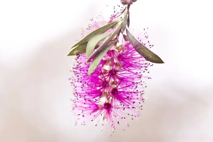 Framed Print : Pink bottlebrush Framed Print : Pink bottlebrush