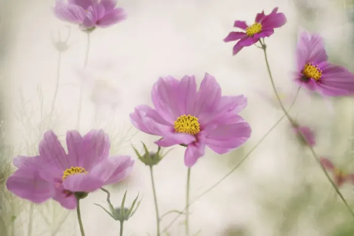 Framed Print : Pink cosmos flowers Framed Print : Pink cosmos flowers