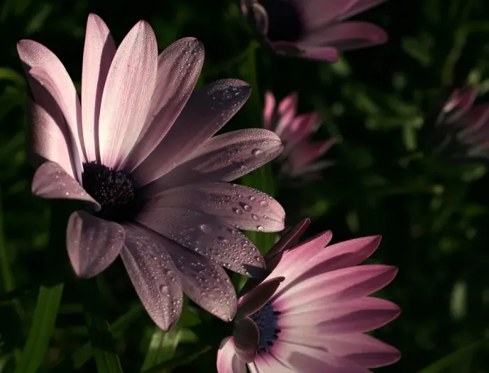 Framed Print : Pink Daisies