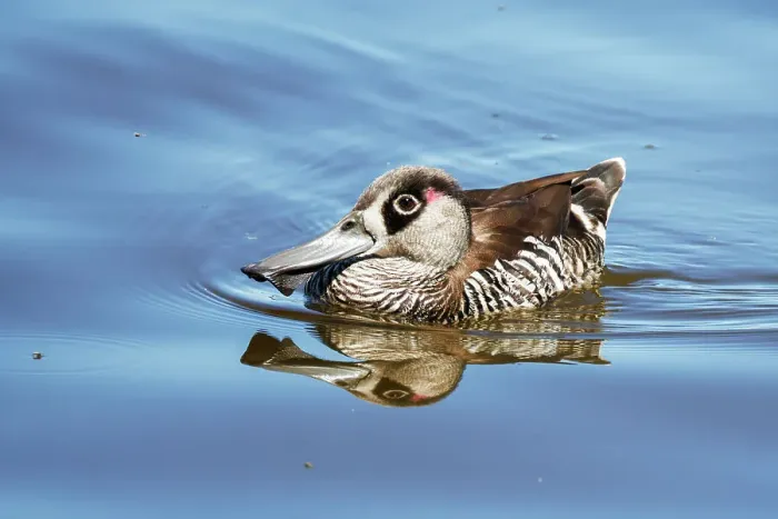 Framed Print : Pink-eared Duck (Malacorhynchus membranaceus)