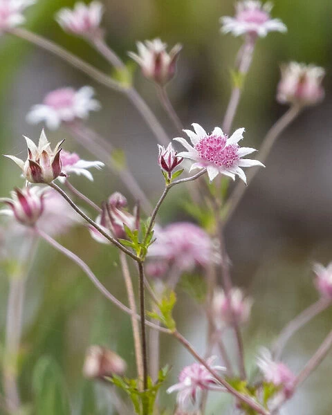 Pink Flannel Flower (Actinotus forsythii)