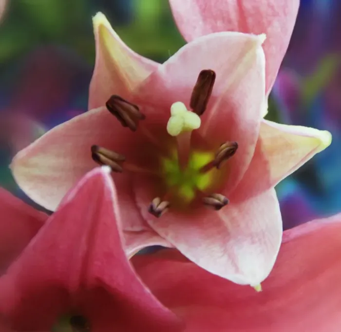 Framed Print : Detail of a pink flower
