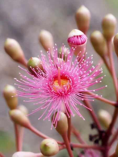 Pink flower of eucalypt
