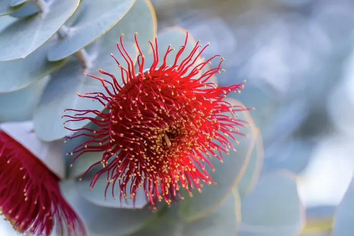 Framed Print : Pink flowering gum tree blossom - Perth, Western Australia