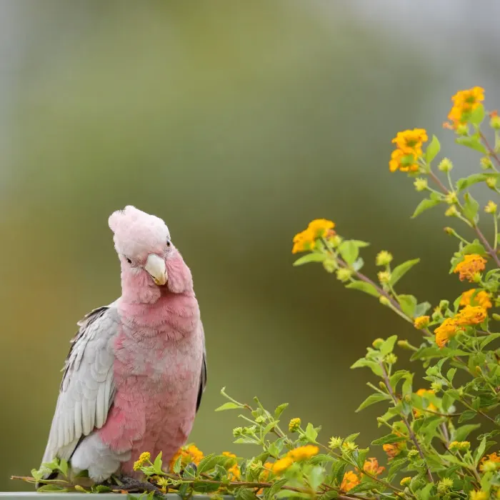 Framed Print : Pink and Grey Cockatoo