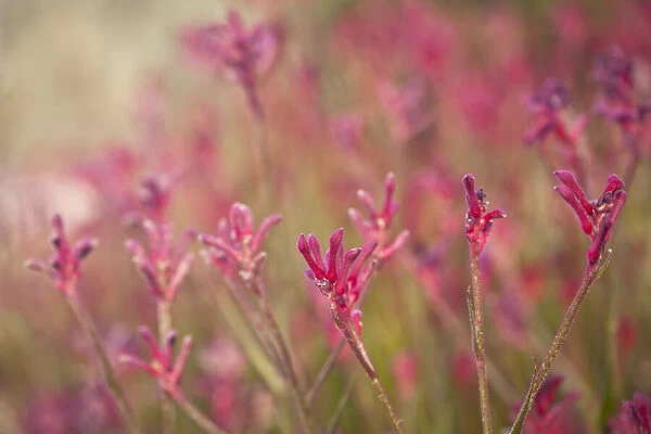 Pink Kangaroo Paw Flowers