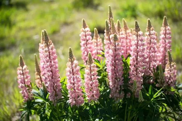 Framed Print : Pink lupines