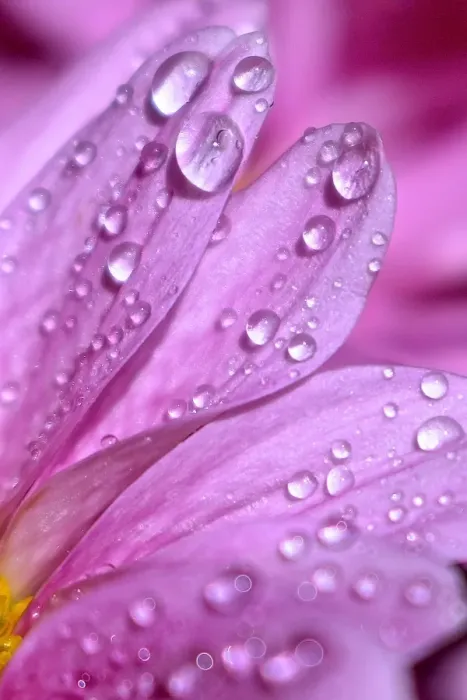 Framed Print : Pink Petals with water drops