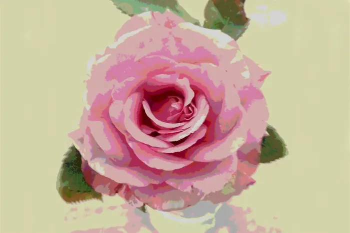 Framed Print : pink rose