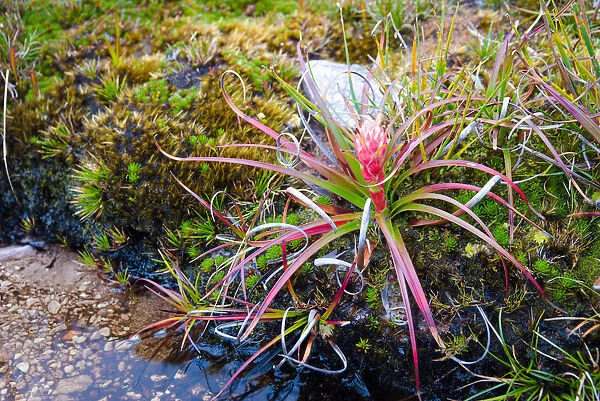 Pink Tasmanian alpine heath flower