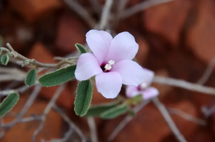 Framed Print : Pink wildflower in bloom on the route of the Ridge Walk near Kings Canyon Resort, Petermann, Northern Territory, Australia