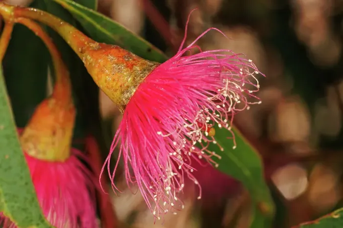 Framed Print : Pink and Yellow Eucalyptus Gum Blossom