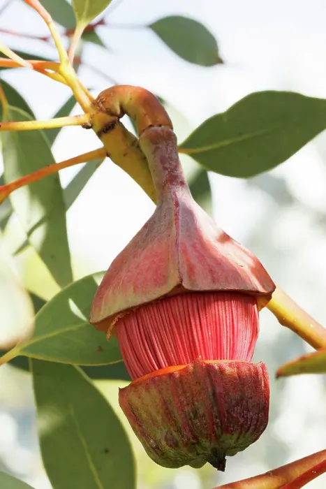 Framed Print : Pink and Yellow Eucalyptus Gum Blossom