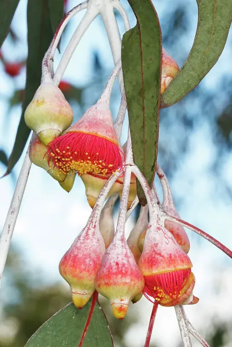 Framed Print : Pink and Yellow Eucalyptus Gum Blossom Framed Print : Pink and Yellow Eucalyptus Gum Blossom