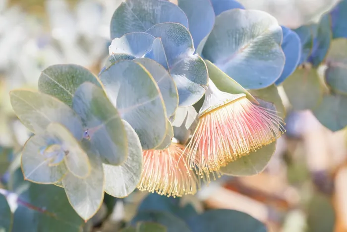 Framed Print : Pink & Yellow Eucalyptus Gum Blossom Framed Print : Pink & Yellow Eucalyptus Gum Blossom