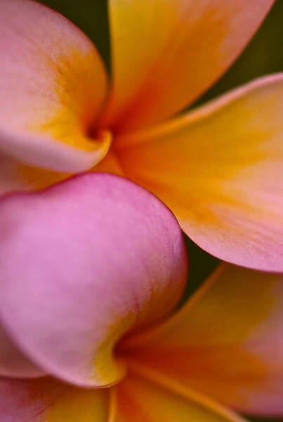 Pink Yellow Flower
