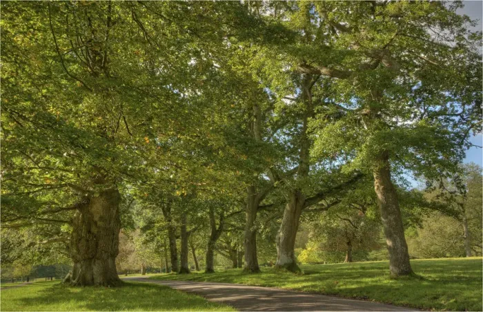 Framed Print : Pinkworth Aboretum, Surrey, England, United Kingdom