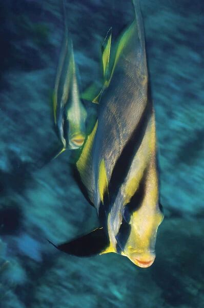 Pinnate Batfish (Platex pinnatus), elevated view