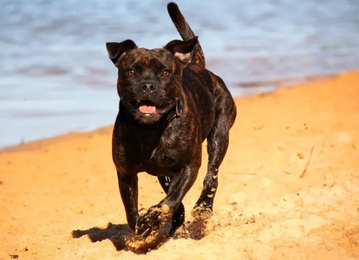 Framed Print : Pit bull on the beach