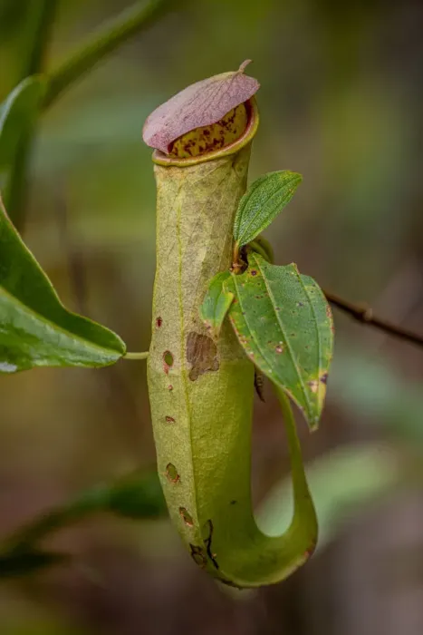 Framed Print : Pitcher plant