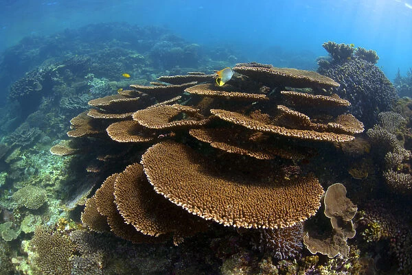 Place Corals