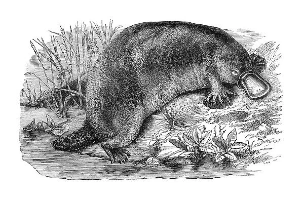 Platypus or duckbill engraving 1880