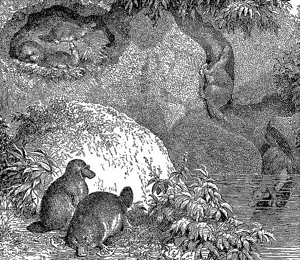 Platypuses (Ornithorhynchus Anatinus) and Burrow - 19th Century