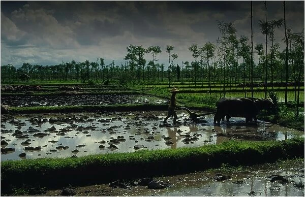 Ploughing the rice fields with Water Buffalo in the traditional way, on the Island of Lombok, Indonesia