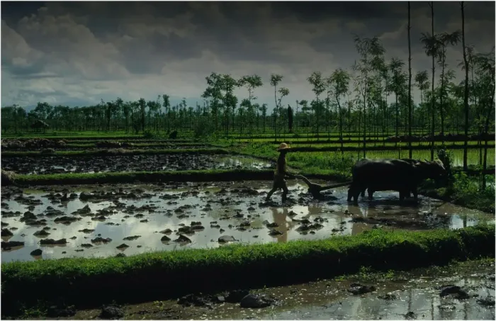 Framed Print : Ploughing the rice fields with Water Buffalo in the traditional way, on the Island of Lombok, Indonesia