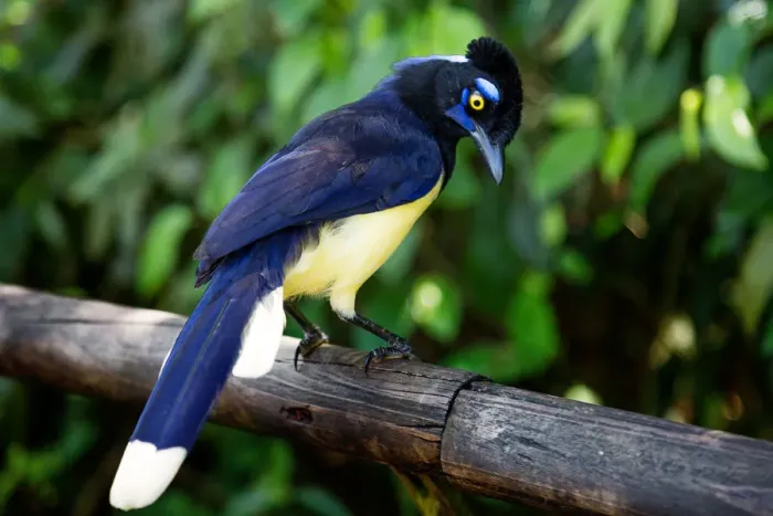 Framed Print : The Plush-Crested Jay at Iguazu Falls, Brazil, South America