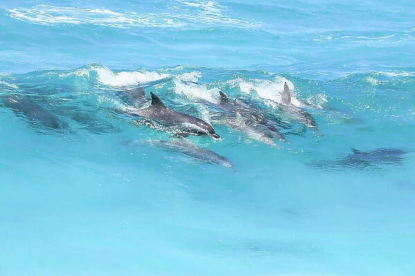 Pod of dolphins in the surf. Eyre Peninsula. South Australia