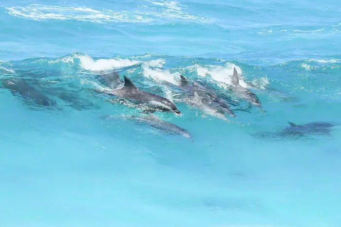Framed Print : Pod of dolphins in the surf. Eyre Peninsula. South Australia Framed Print : Pod of dolphins in the surf. Eyre Peninsula. South Australia