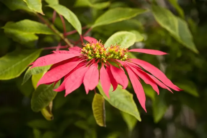 Framed Print : Poinsettia Flower on Lord Howe Island