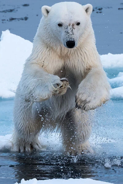 Polar Bear leaping over water, head-on