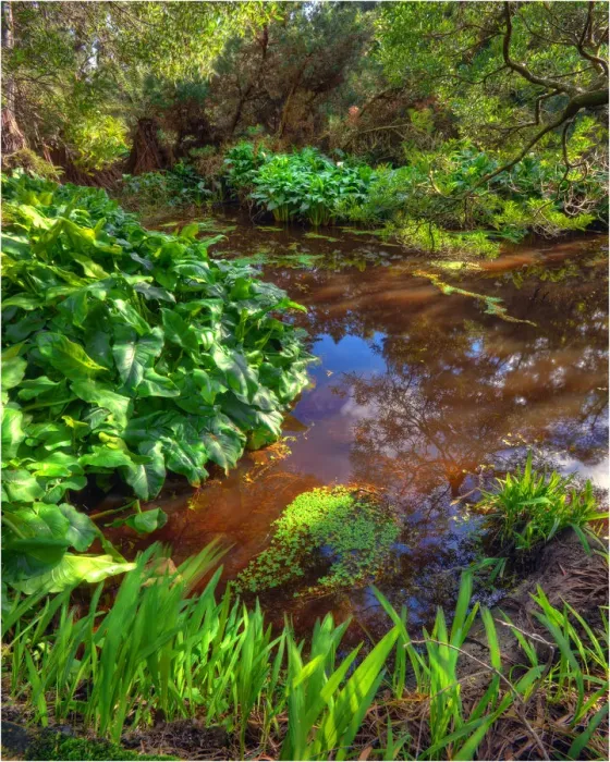 Framed Print : Pond in the Pegarah forest, King Island, Bass Strait, Tasmania, Australia Framed Print : Pond in the Pegarah forest, King Island, Bass Strait, Tasmania, Australia