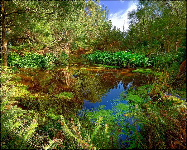 Pond in the Pegarah forest, King Island, Bass Strait, Tasmania, Australia