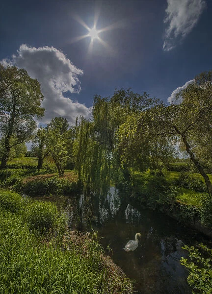 Pond at Spetisbury