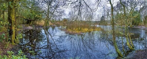 A pond in winter, countryside near Warham, Dorset, England, United Kingdom