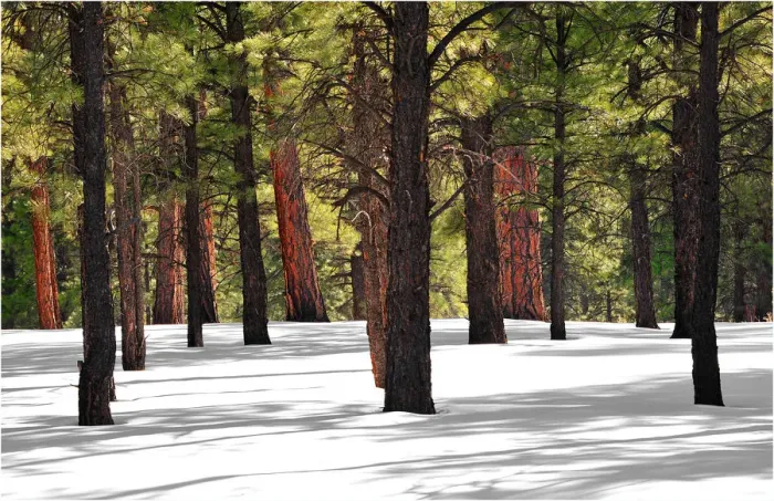 Framed Print : Pondersoa Pines, Arizona, south western United States of America Framed Print : Pondersoa Pines, Arizona, south western United States of America