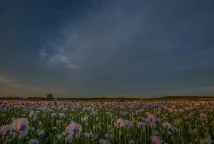 Framed Print : Poppies at dusk
