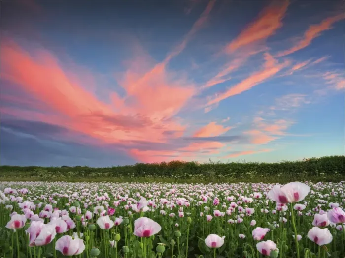 Framed Print : Poppies at dusk, Dorset, England, United Kingdom