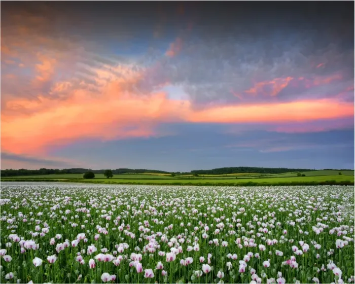 Framed Print : Poppy field at dusk in Dorsets beautiful countryside, England, United Kingdom