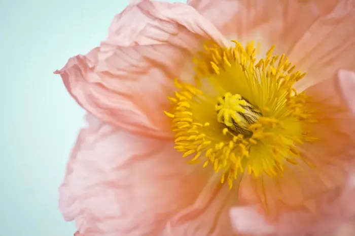 Framed Print : Poppy flower Framed Print : Poppy flower
