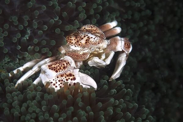 Porcelain crab on anemone
