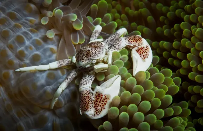 Framed Print : Porcelain crab on anemone Framed Print : Porcelain crab on anemone
